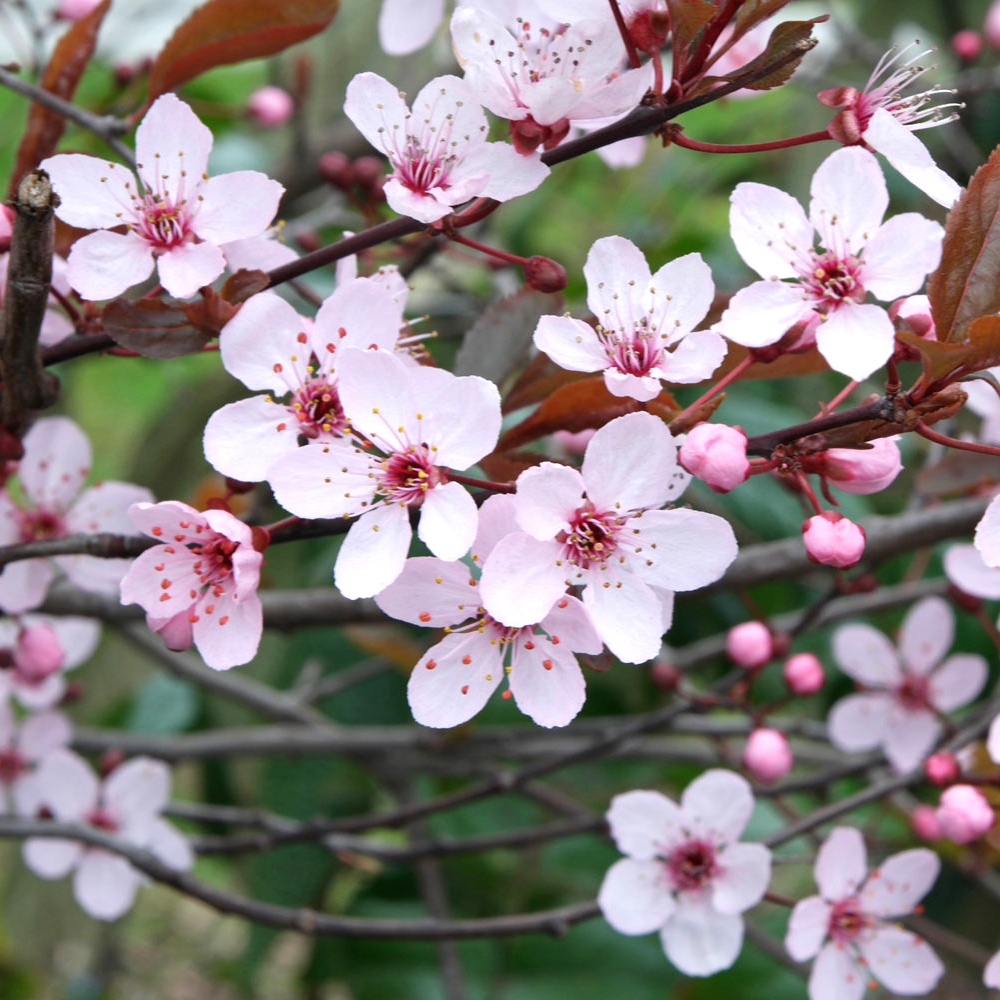 Prunus Princess Tree (12L, 5-6ft)
