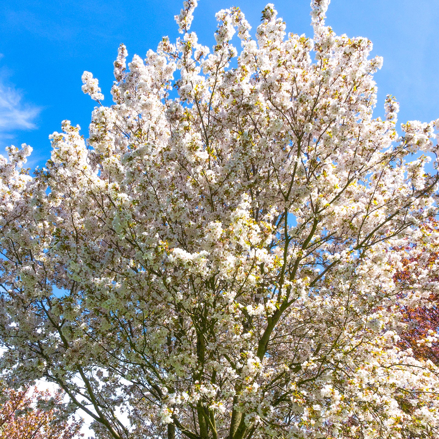 Prunus serrulata 'Sunset Boulevard' (10L, 5-6ft)
