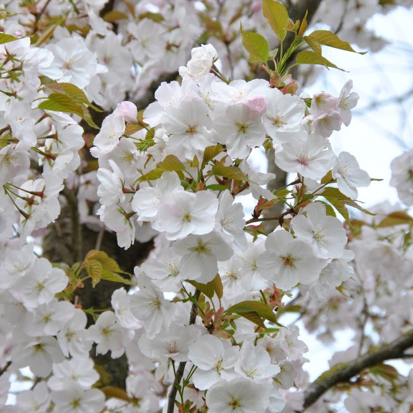 Prunus serrulata 'Sunset Boulevard' (10L, 5-6ft)