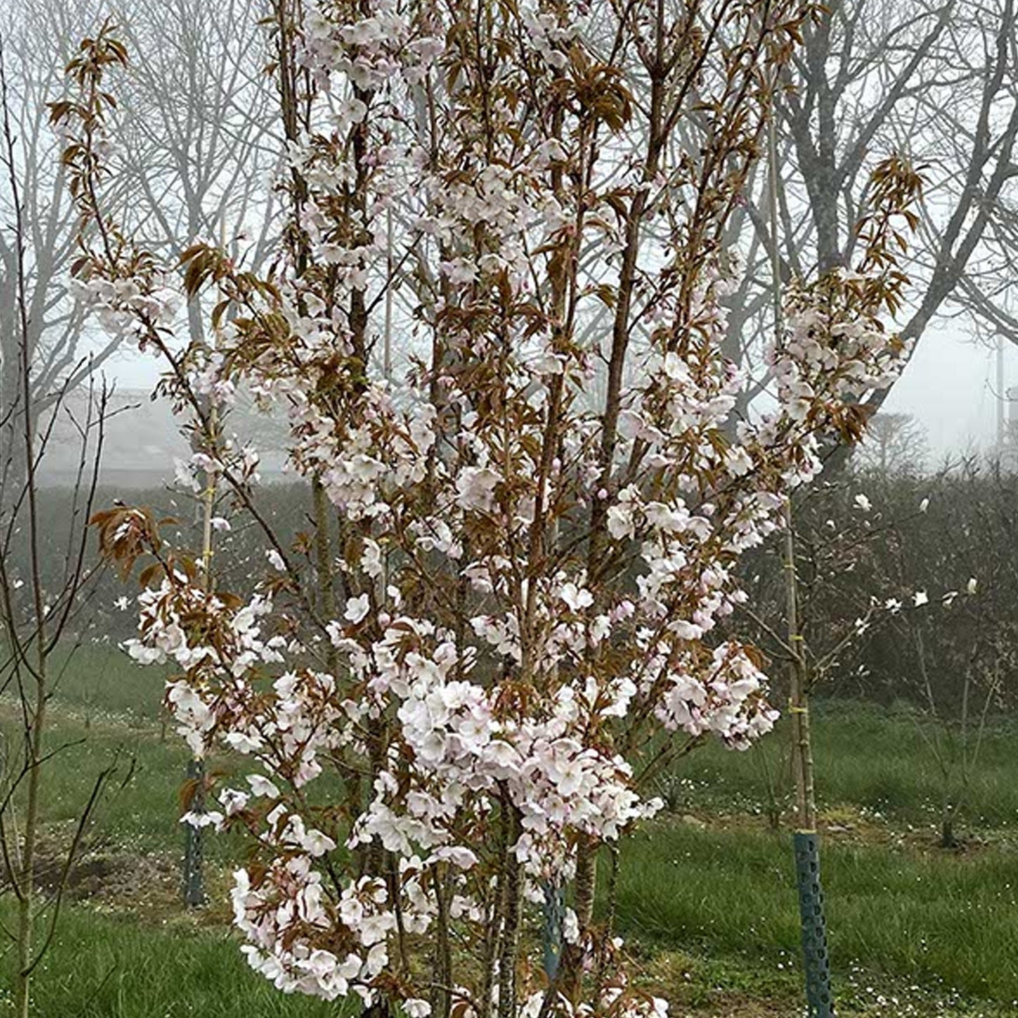 Prunus serrulata 'Sunset Boulevard' (10L, 5-6ft)