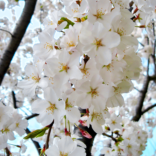 Prunus Shidare-Yoshino Tree (12L, 5-6ft)