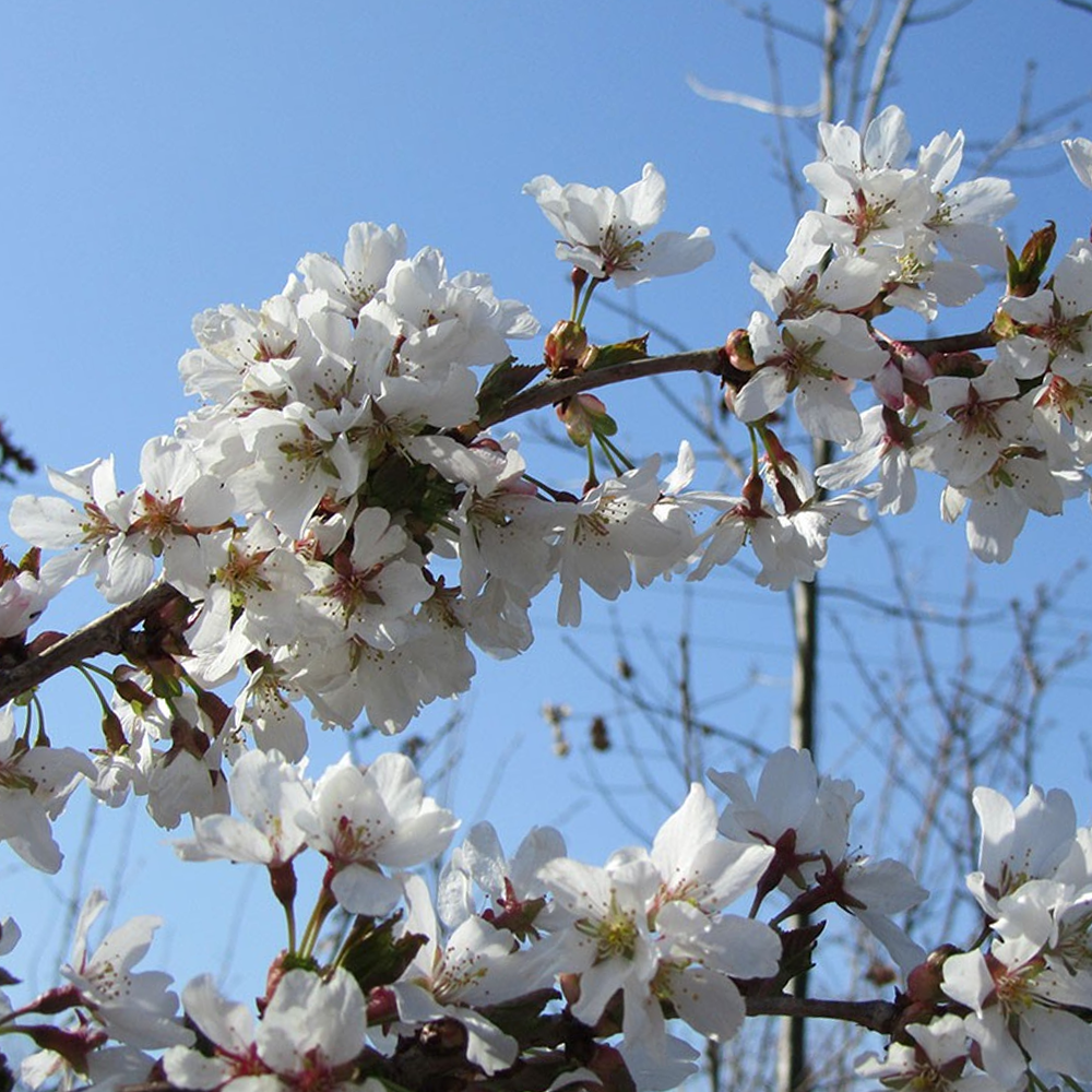 Prunus Shidare-Yoshino Tree (12L, 5-6ft)