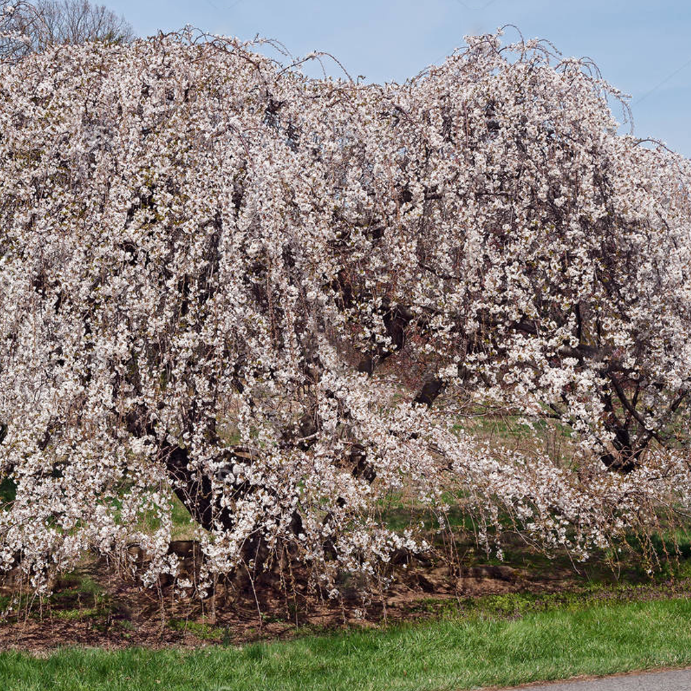 Prunus Shidare-Yoshino Tree (12L, 5-6ft)