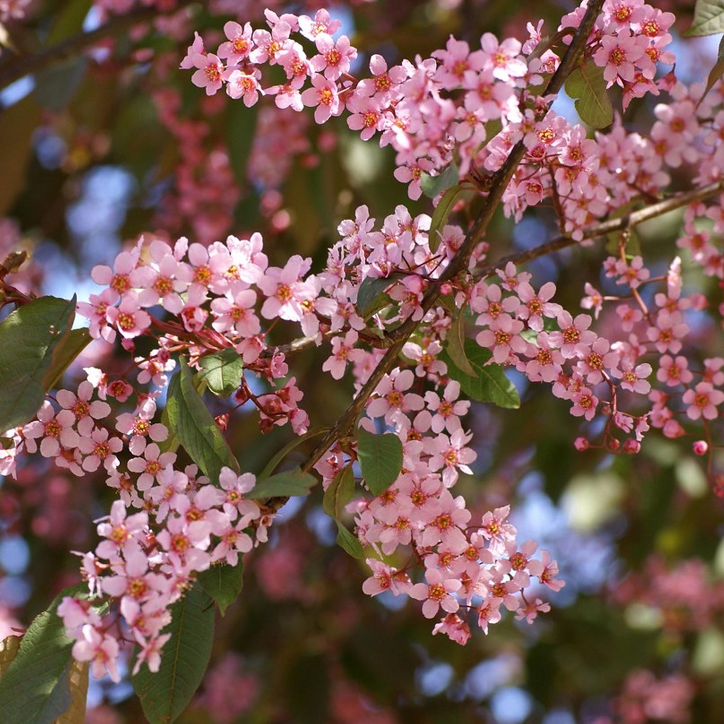 Prunus padus 'Colorata' (10L, 5-6ft)