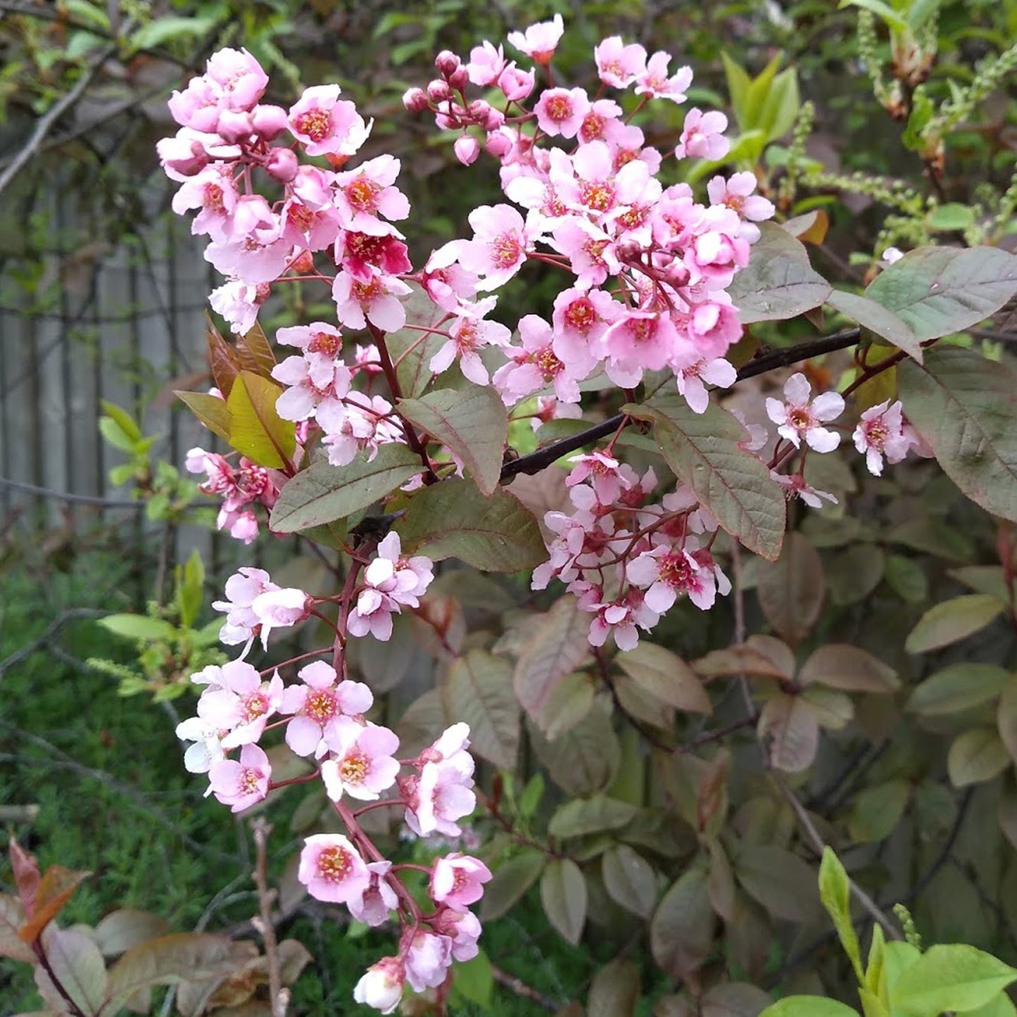 Prunus padus 'Colorata' (10L, 5-6ft)