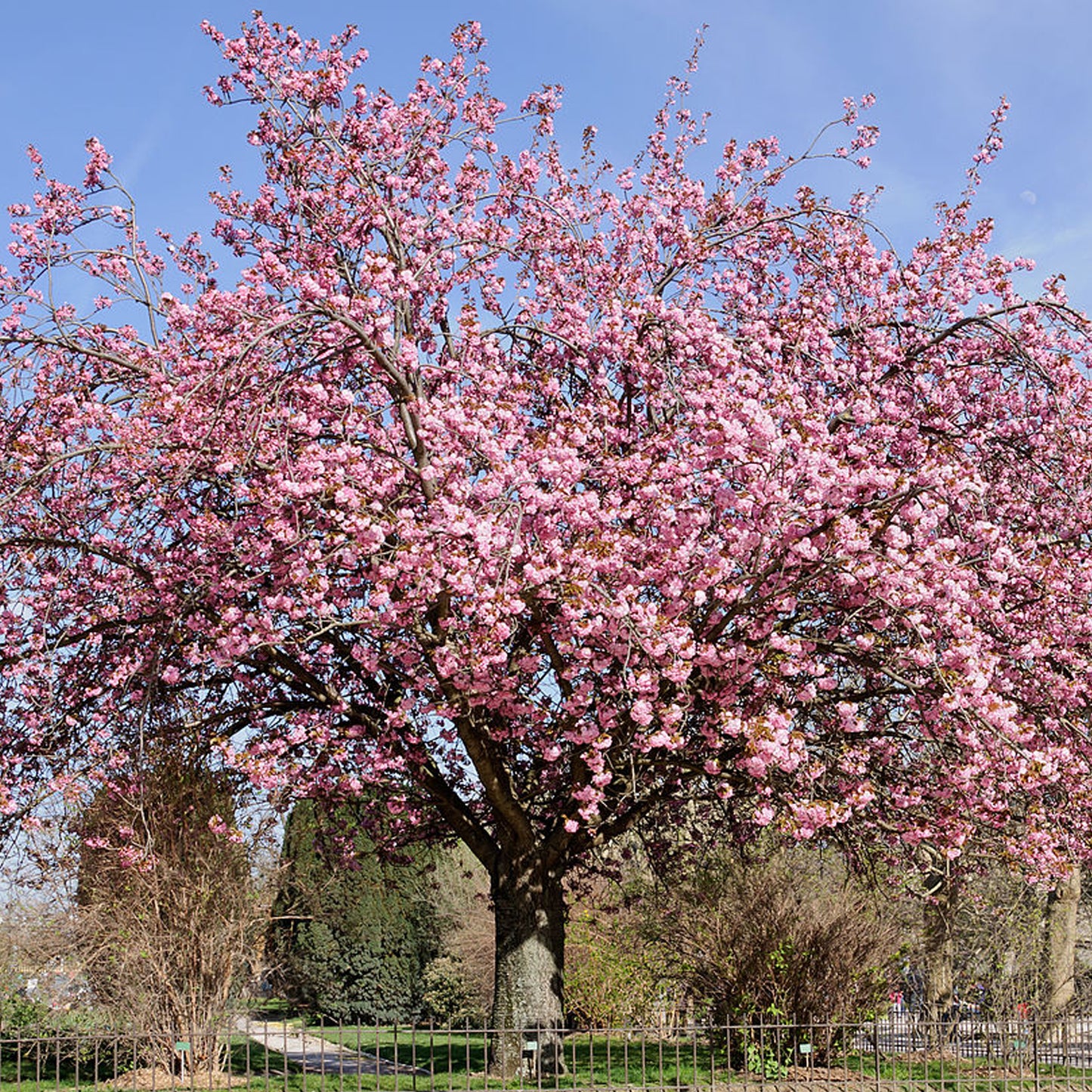 Prunus padus 'Colorata' (10L, 5-6ft)