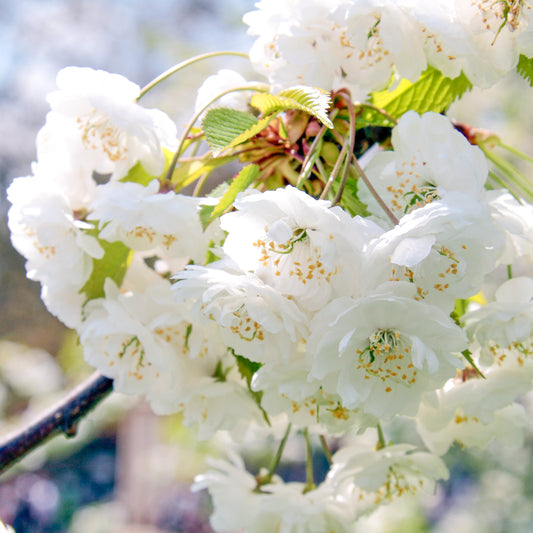Prunus 'Snow Goose' (10L, 5-6ft)