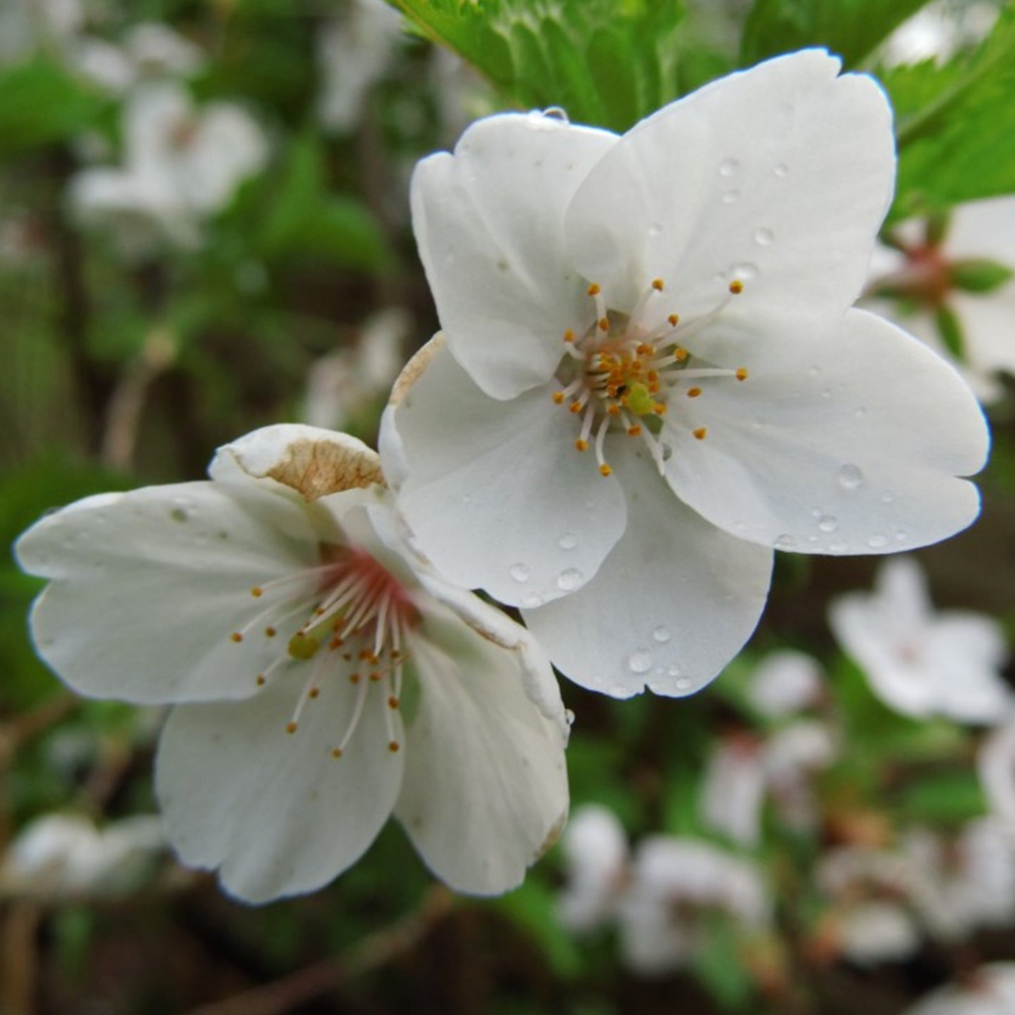 Prunus 'Snow Goose' (10L, 5-6ft)