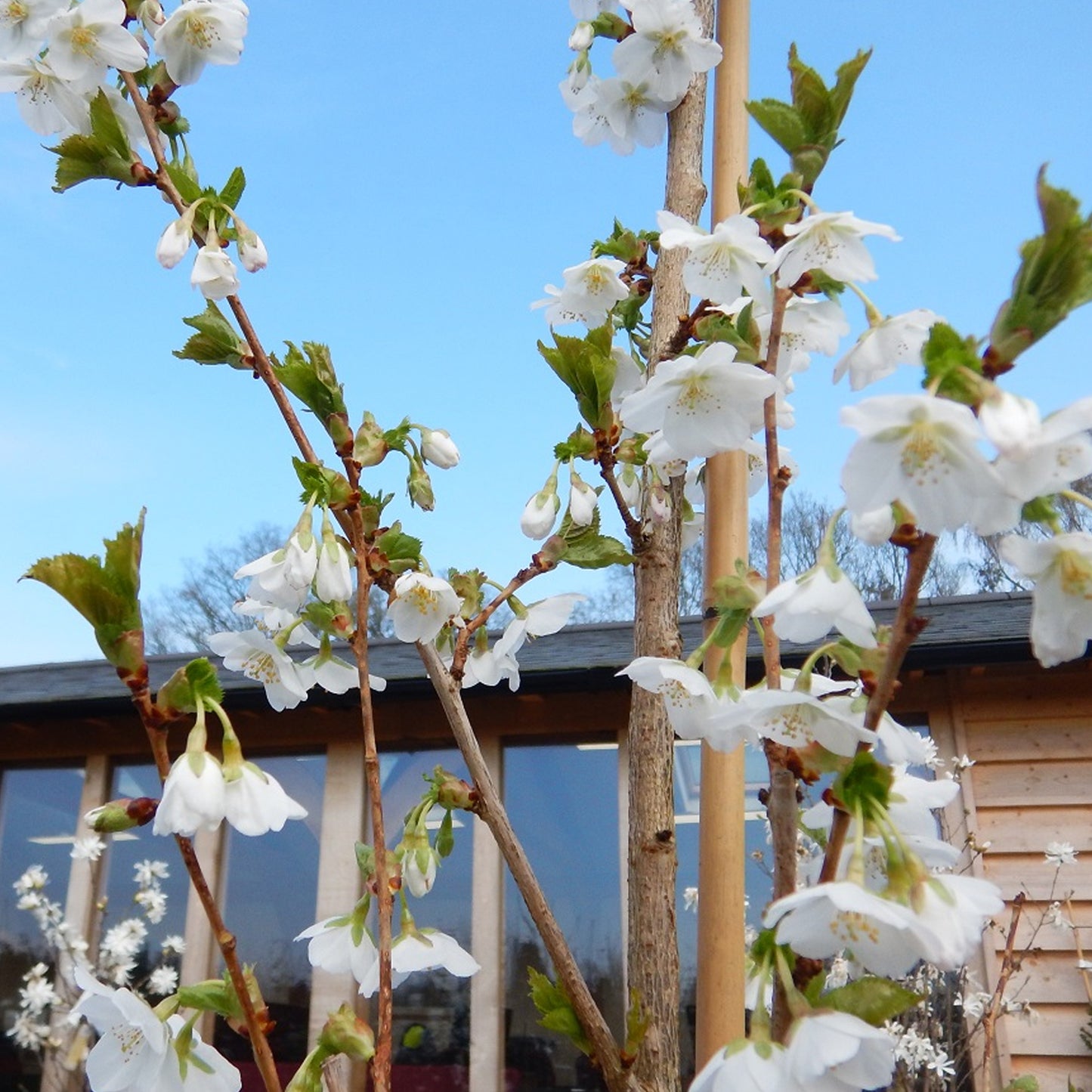Prunus 'Snow Goose' (10L, 5-6ft)