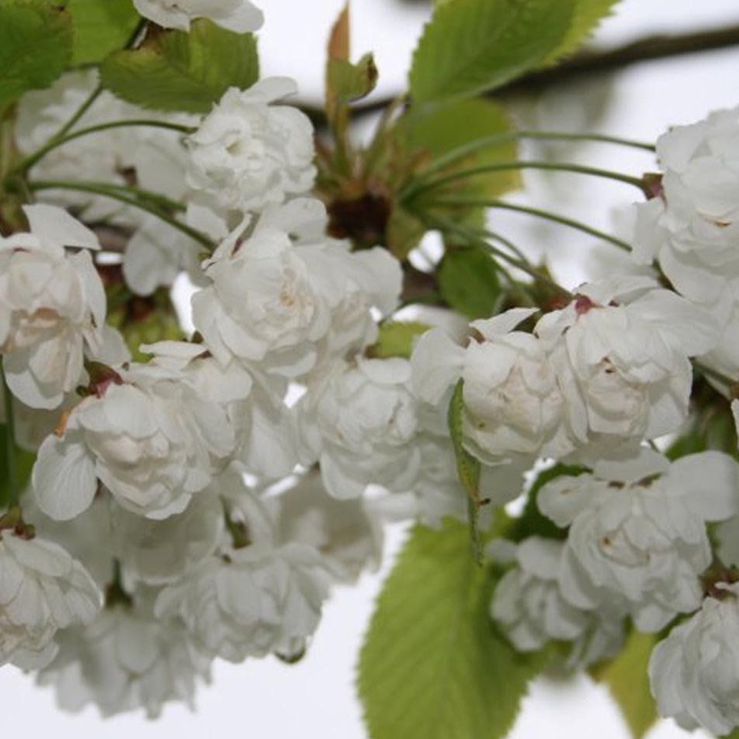 Prunus 'Snow Goose' (10L, 5-6ft)
