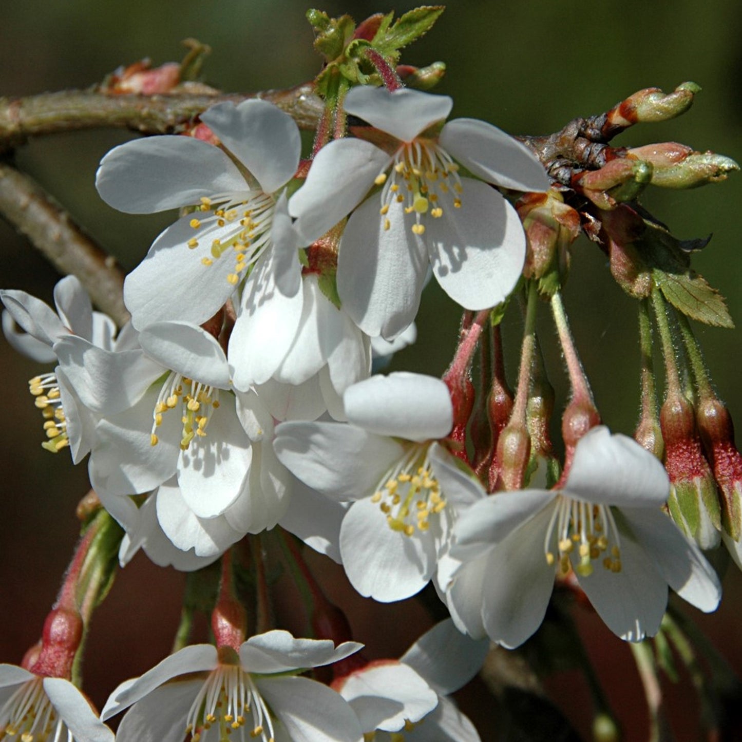 Prunus Ivensii Tree (10L, 5-6ft)