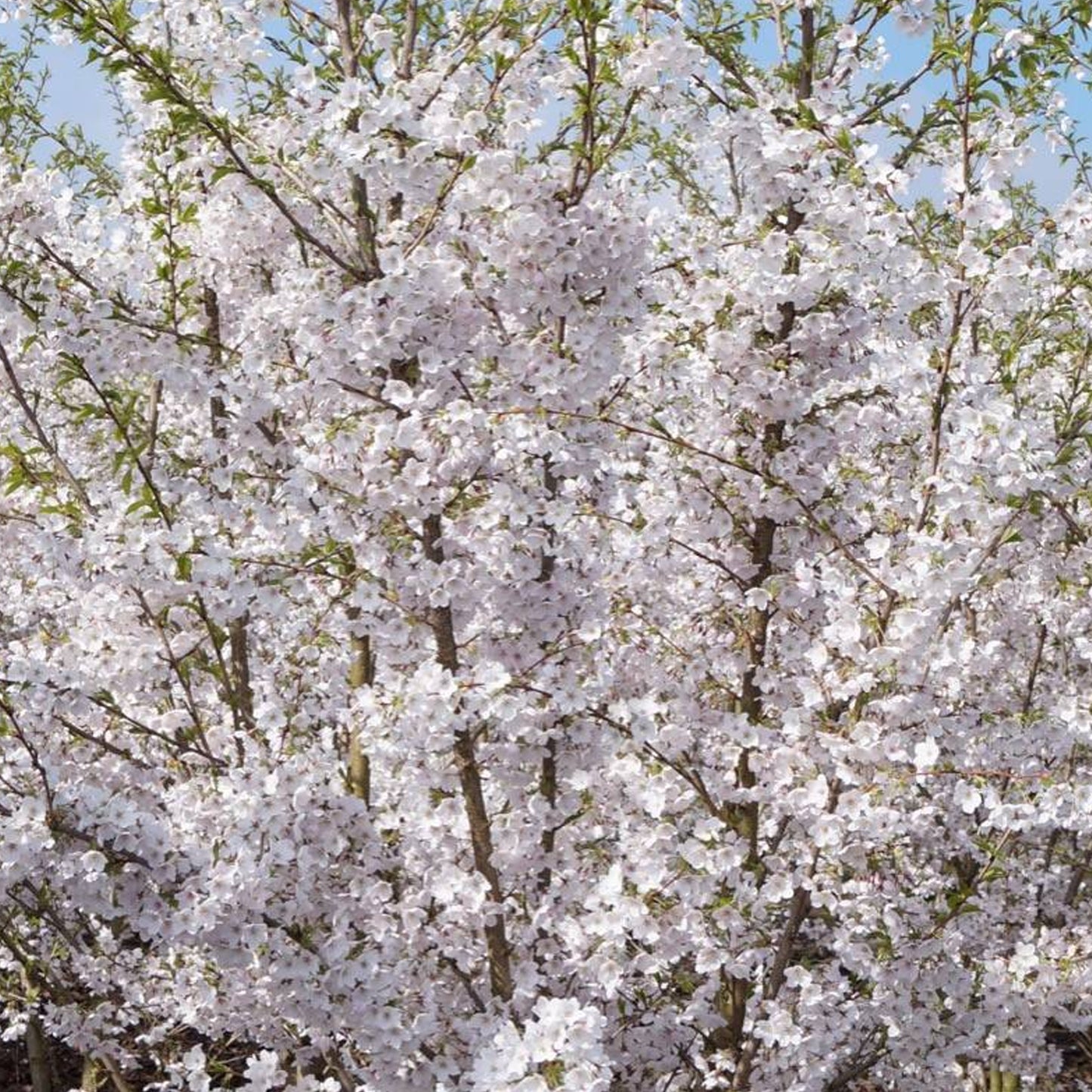 Prunus Ivensii Tree (10L, 5-6ft)