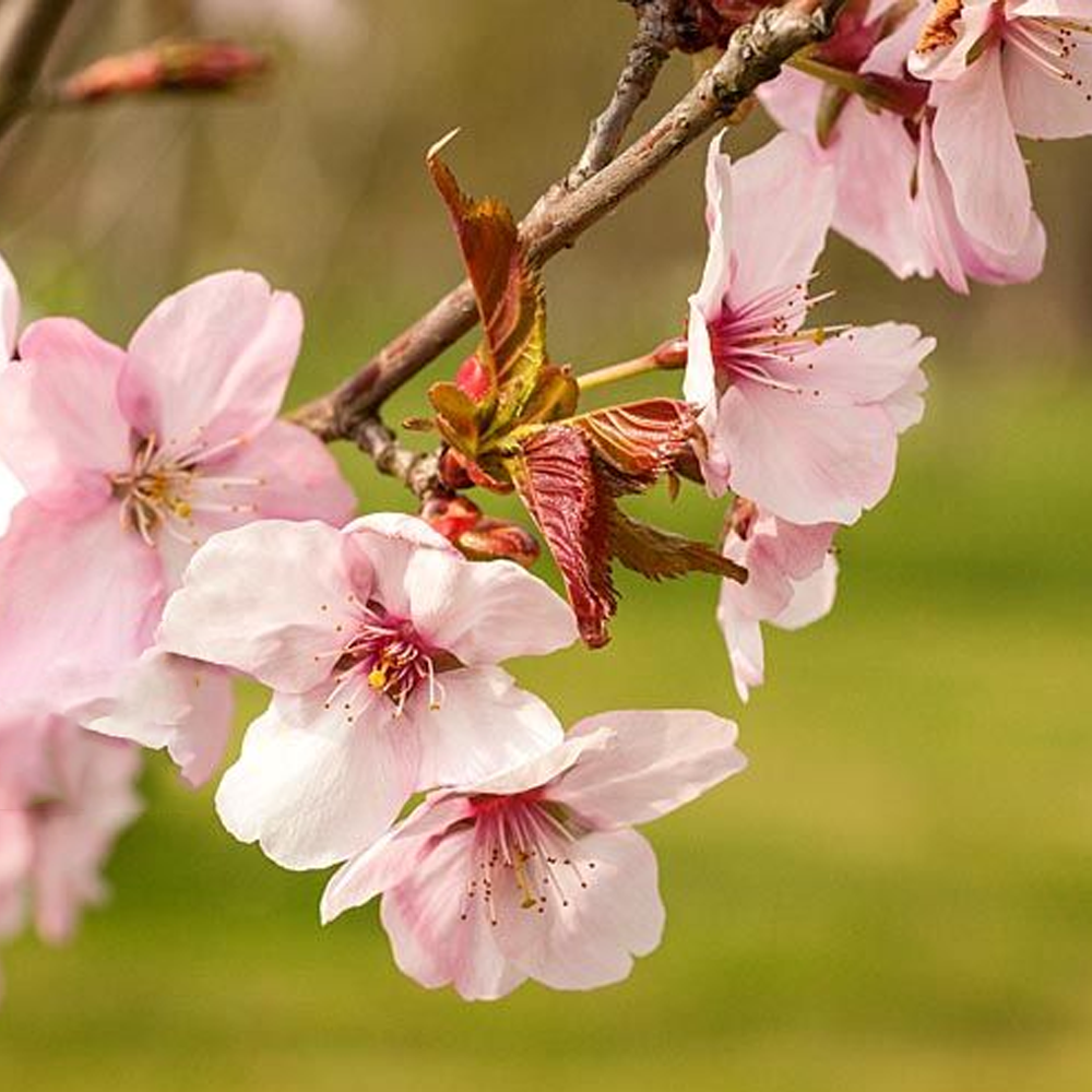 Prunus Jacqueline Tree (12L, 5-6ft)