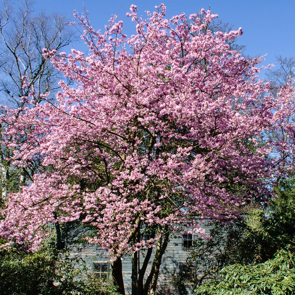Prunus Jacqueline Tree (12L, 5-6ft)