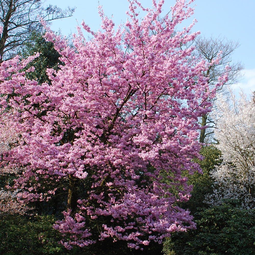 Prunus Jacqueline Tree (12L, 5-6ft)