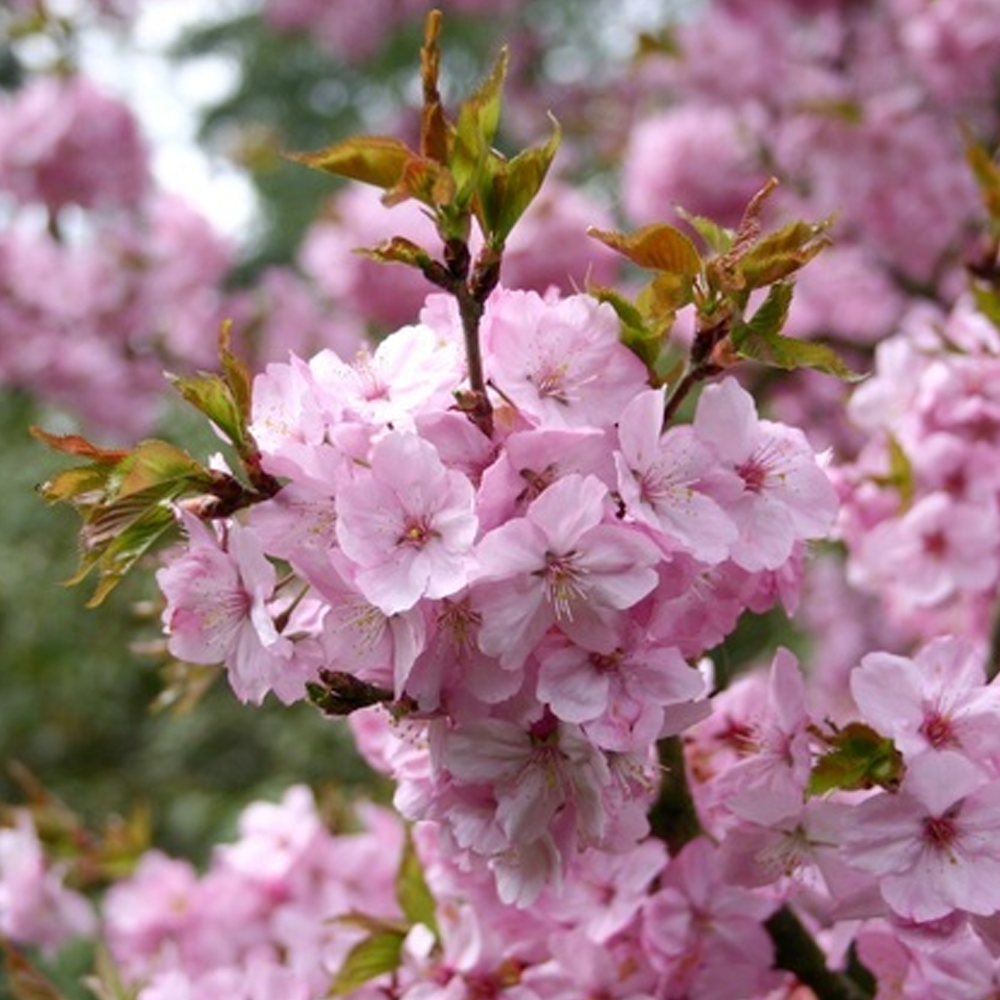 Prunus Jacqueline Tree (12L, 5-6ft)