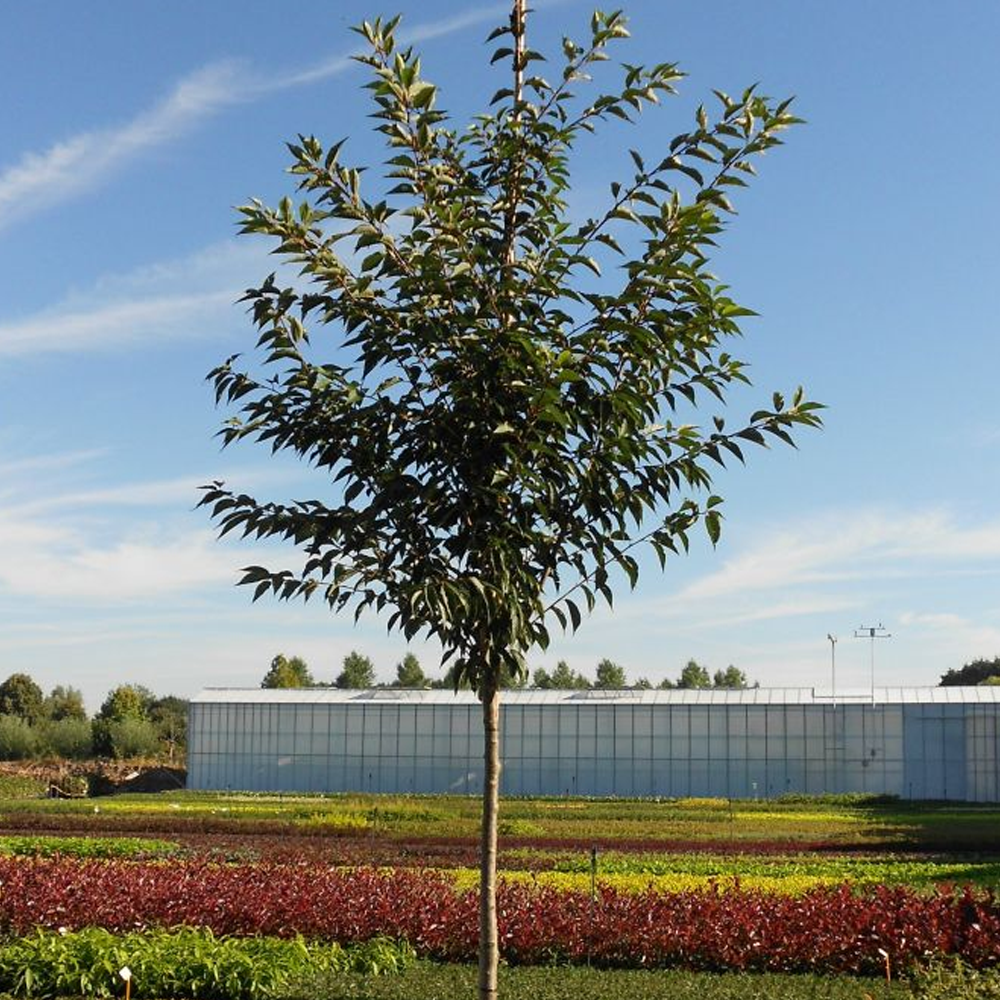 Prunus Royal Flame Tree (12L, 5-6ft)