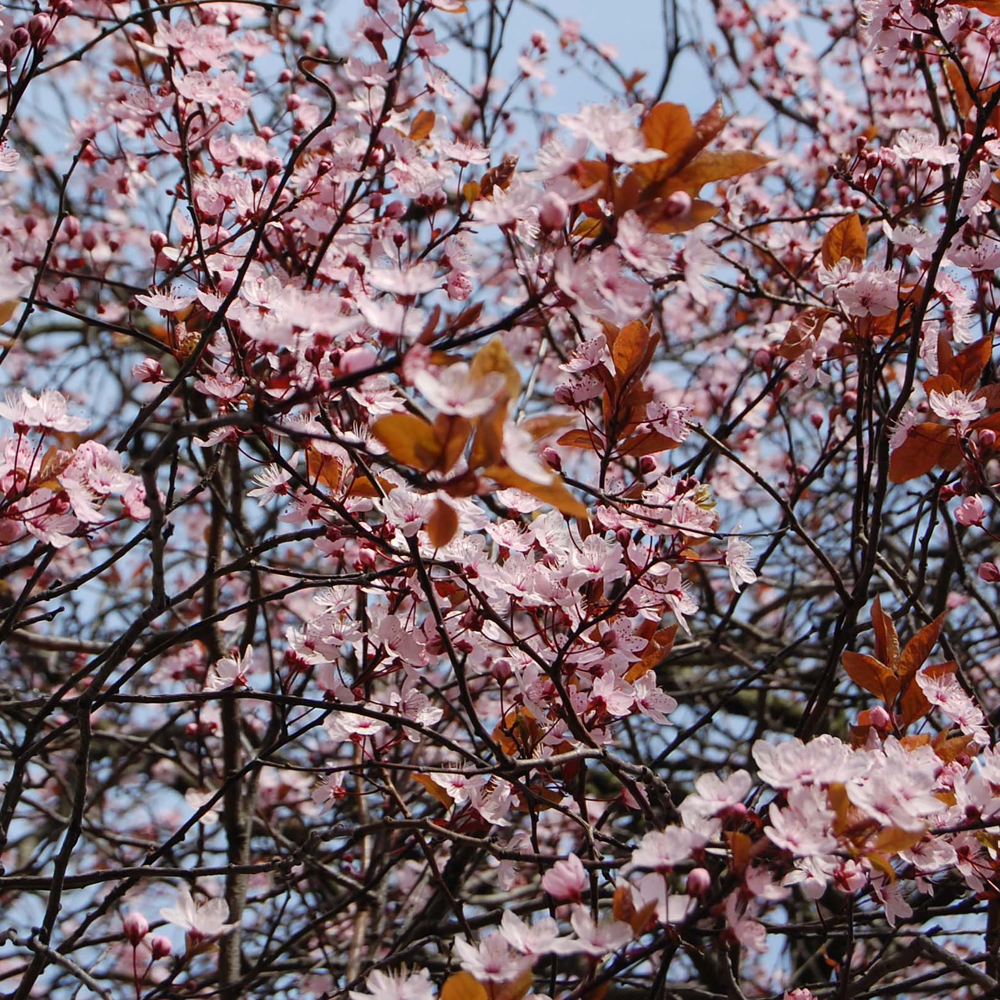 Prunus Pissardii Nigra Tree (12L, 5-6ft)