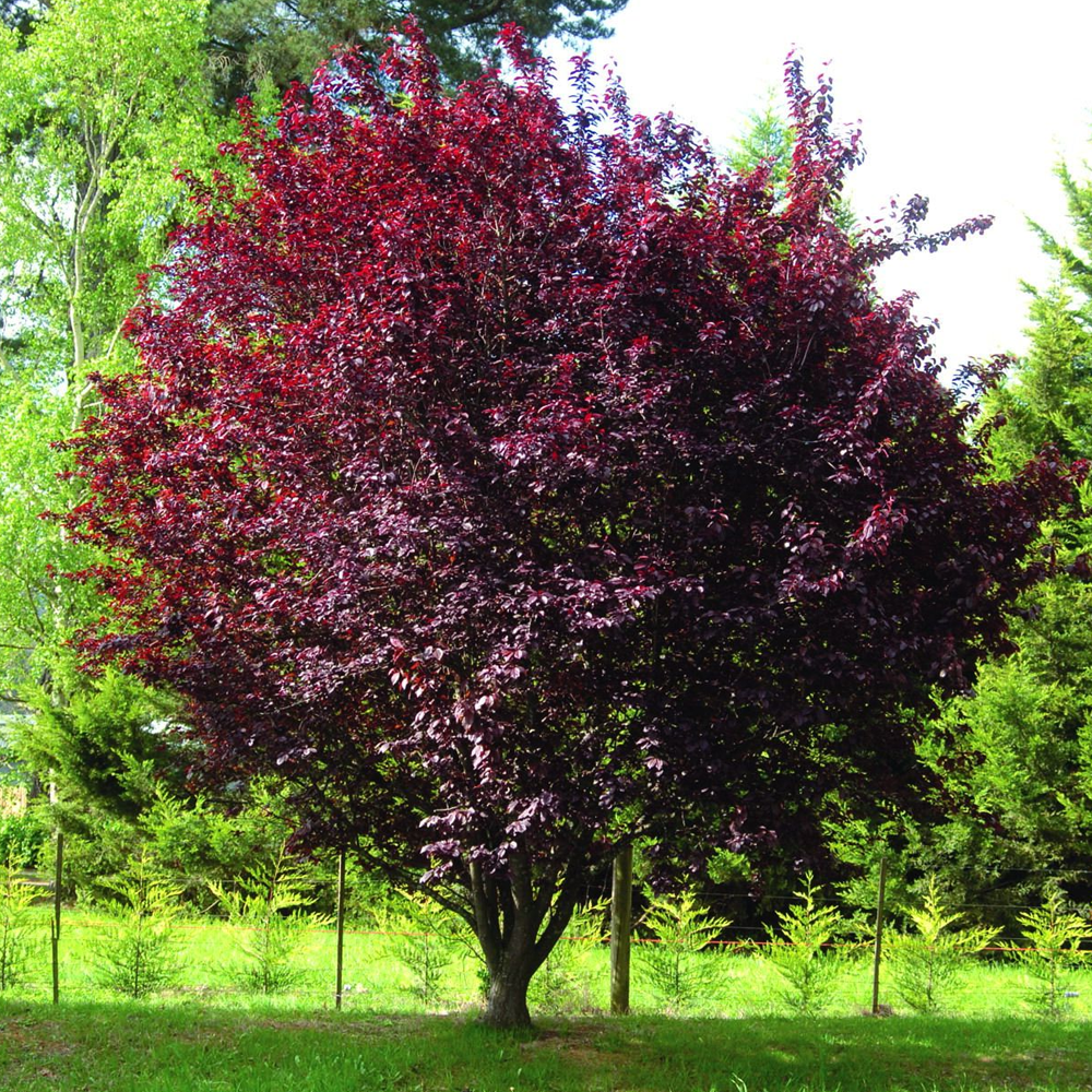 Prunus Pissardii Nigra Tree (12L, 5-6ft)