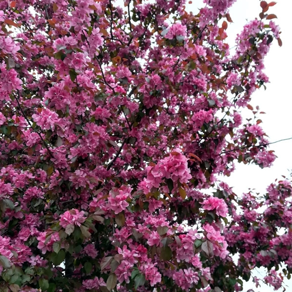 Prunus Spring Glow Tree (12L, 5-6ft)