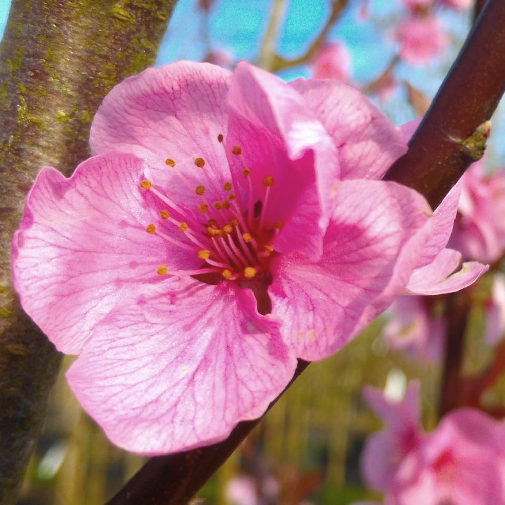 Prunus Spring Glow Tree (12L, 5-6ft)