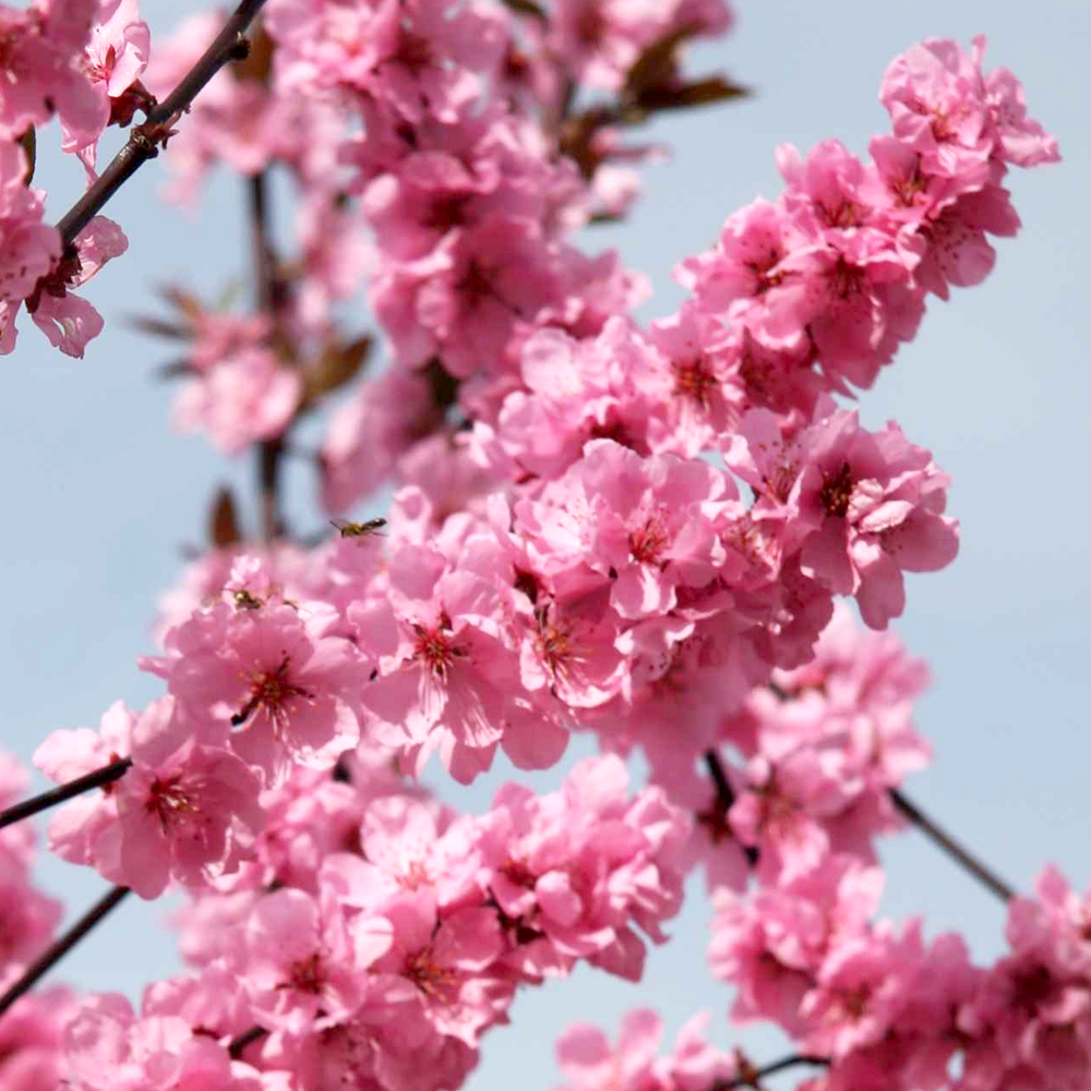 Prunus Spring Glow Tree (12L, 5-6ft)
