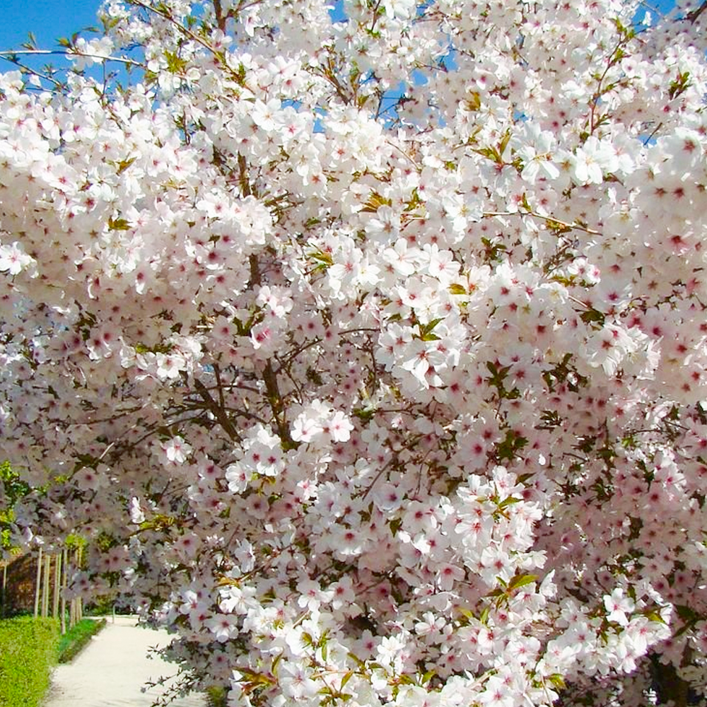 Prunus The Bride Tree (12L, 5-6ft)