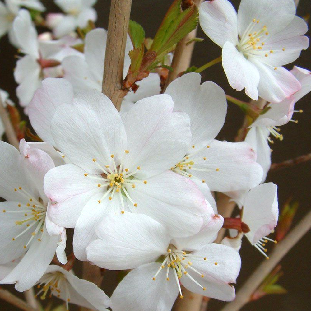 Prunus The Bride Tree (12L, 5-6ft)