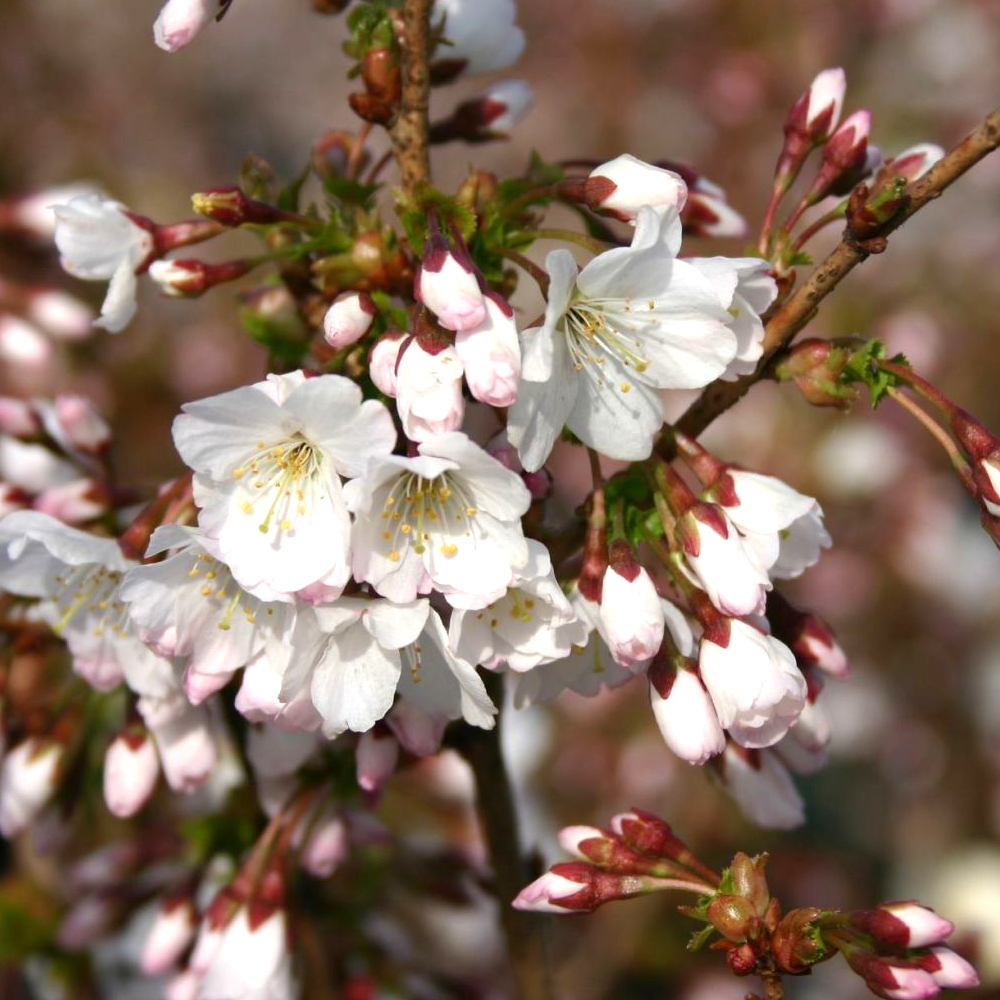 Prunus Brilliant Tree (12L, 5-6ft)