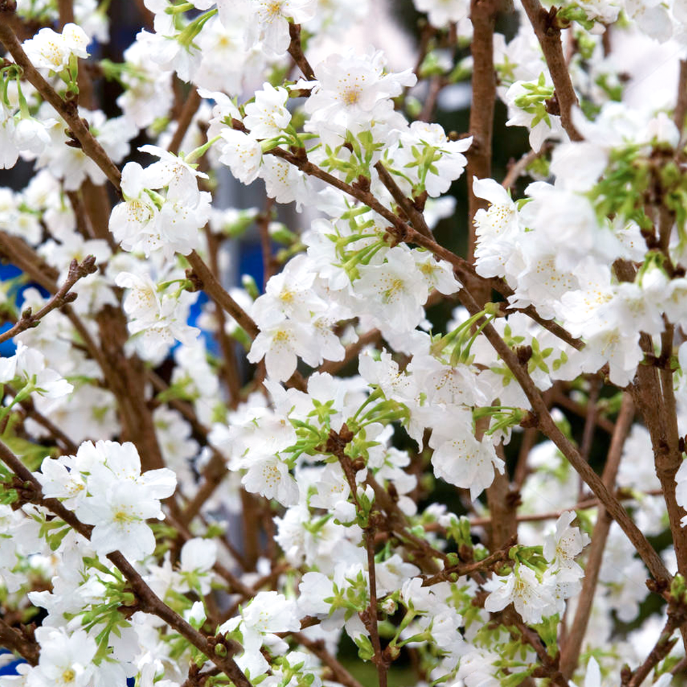 Prunus Brilliant Tree (12L, 5-6ft)