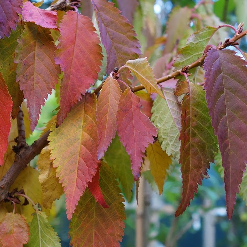 Prunus Brilliant Tree (12L, 5-6ft)