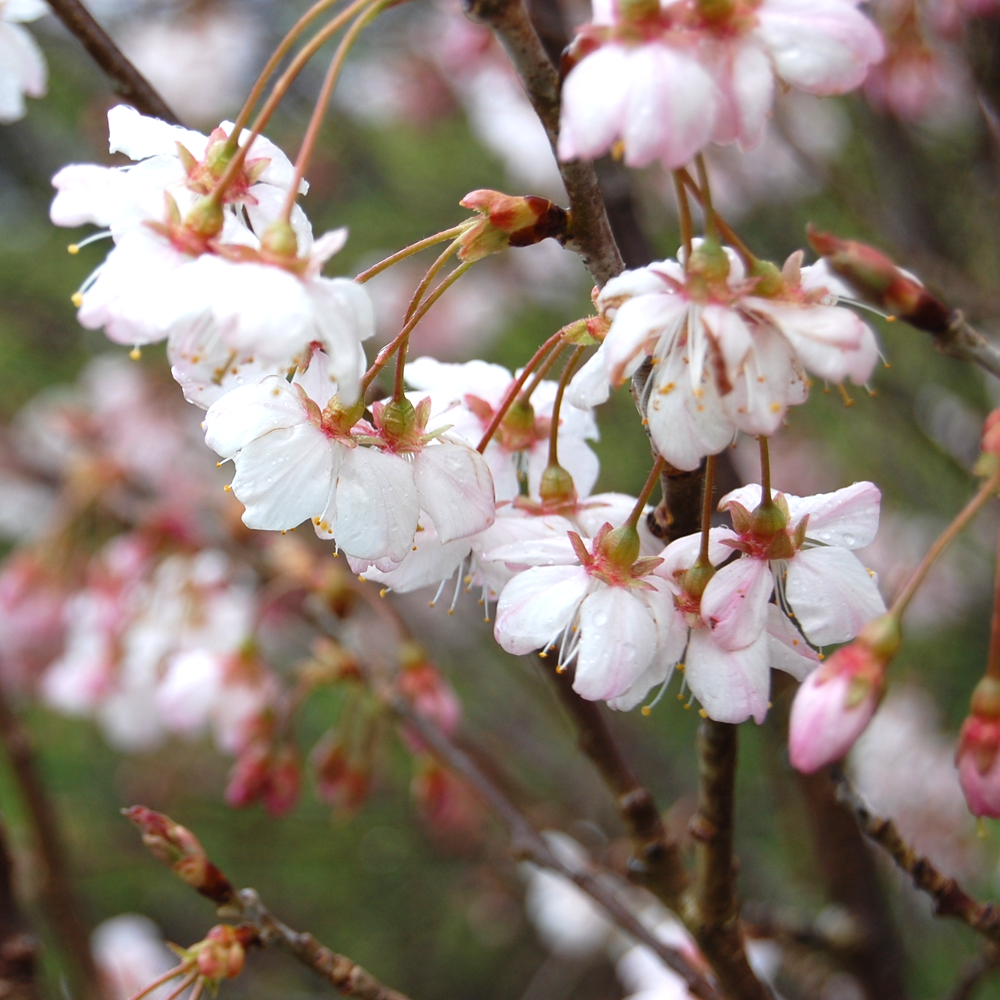 Prunus Brilliant Tree (12L, 5-6ft)