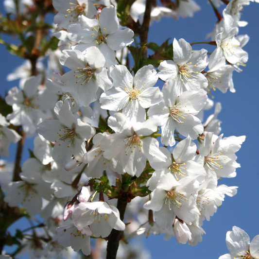 Prunus Brilliant Tree (12L, 5-6ft)