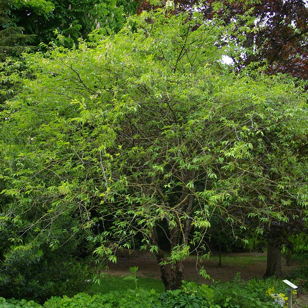 Prunus Serrula Tree (12L, 5-6ft)