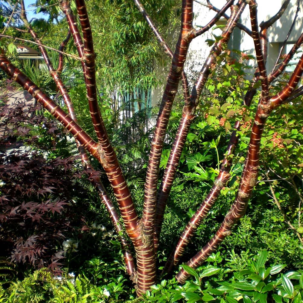 Prunus Serrula Tree (12L, 5-6ft)