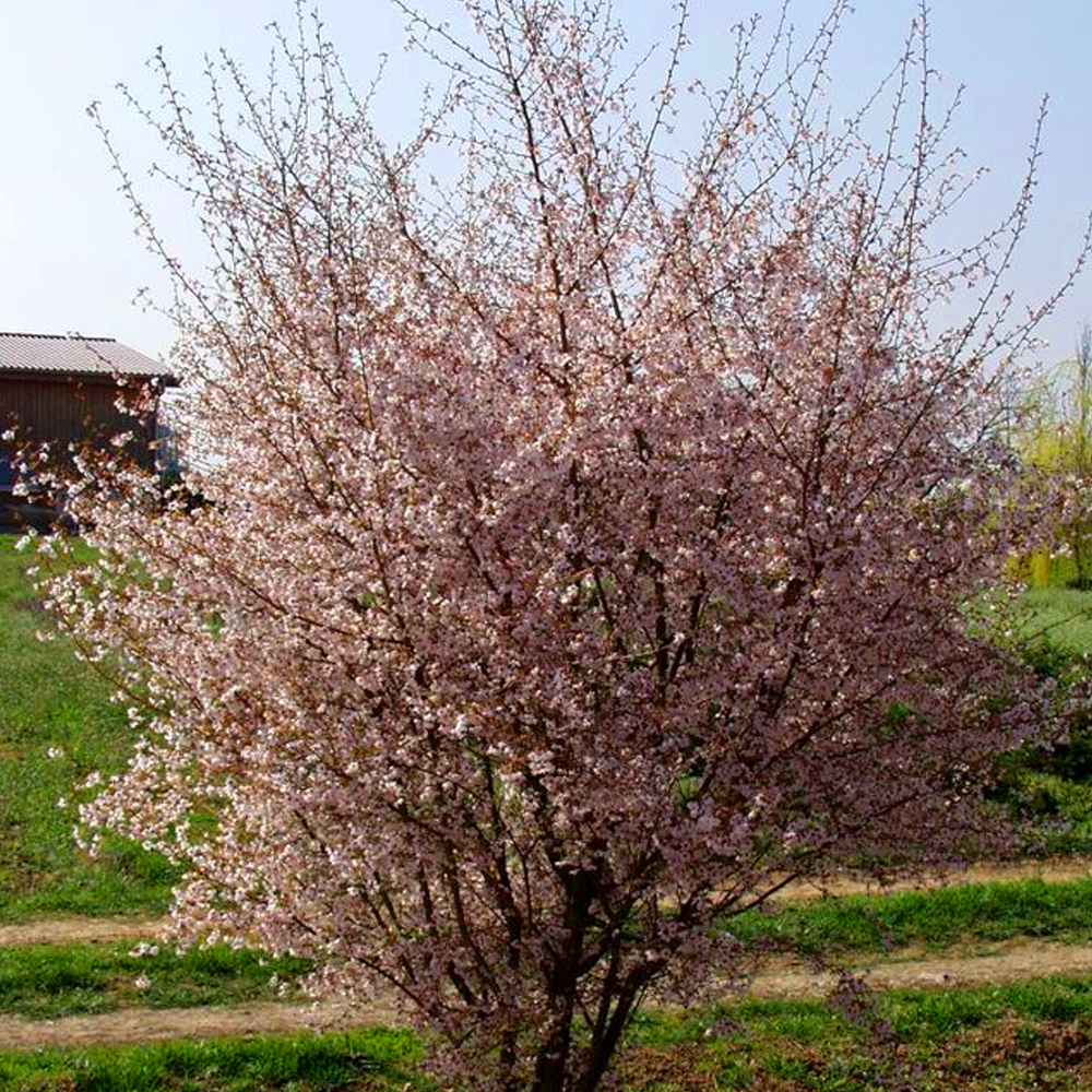 Prunus Autumnalis Tree (12L, 5-6ft)