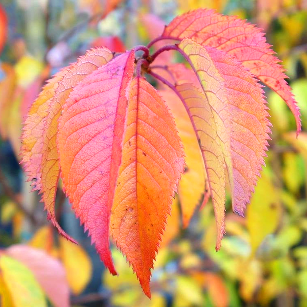 Prunus Autumnalis Tree (12L, 5-6ft)