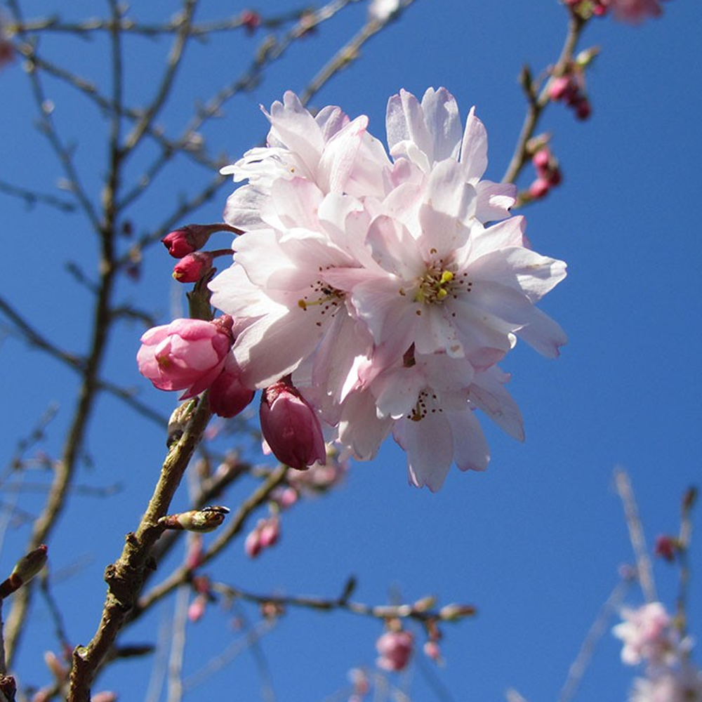 Prunus Autumnalis Tree (12L, 5-6ft)