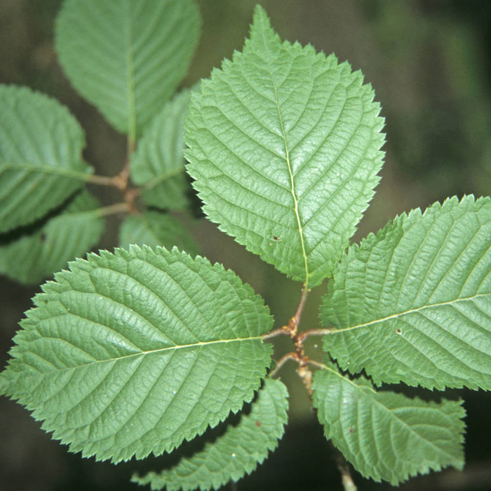 Prunus Spire Tree (12L, 5-6ft)