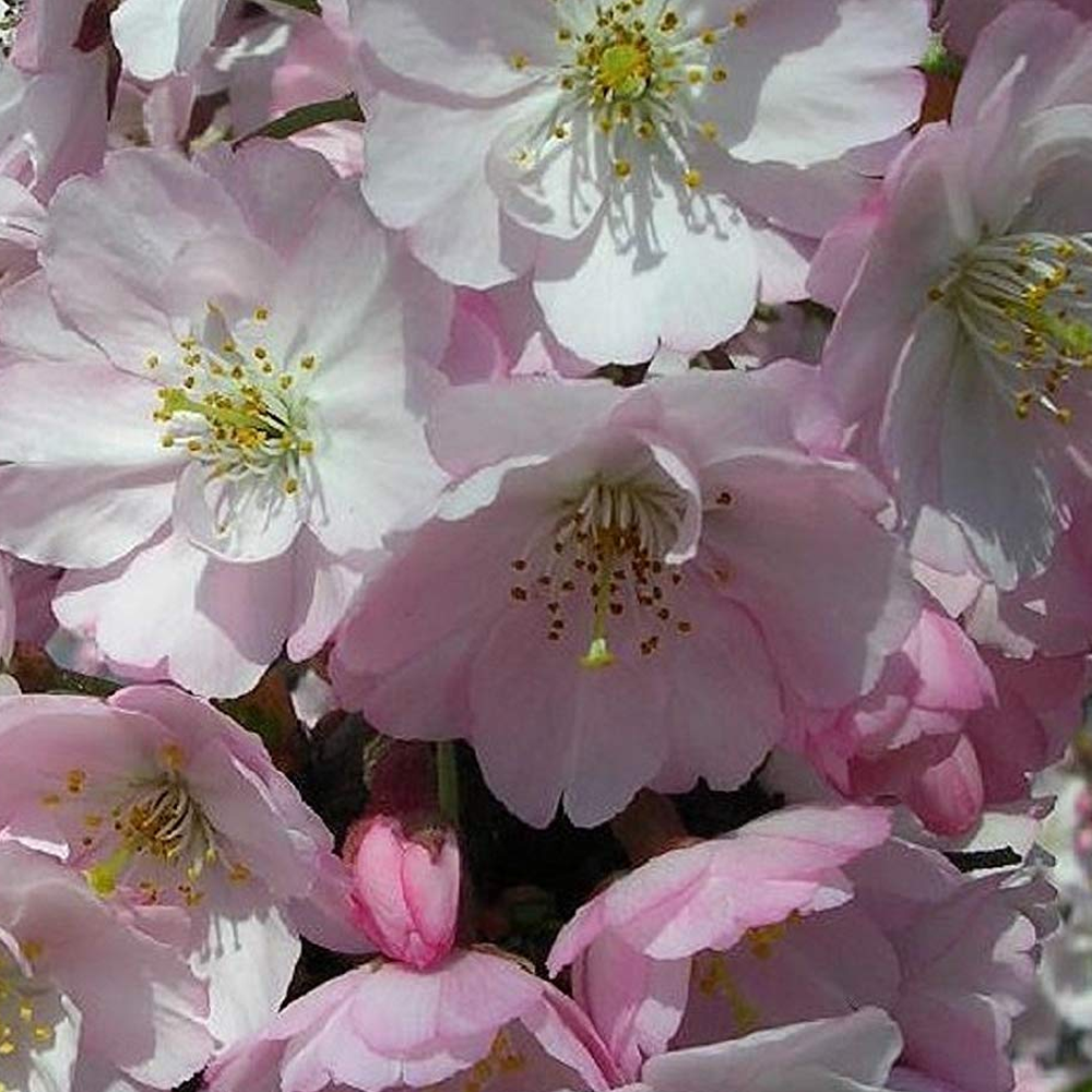 Prunus Spire Tree (12L, 5-6ft)