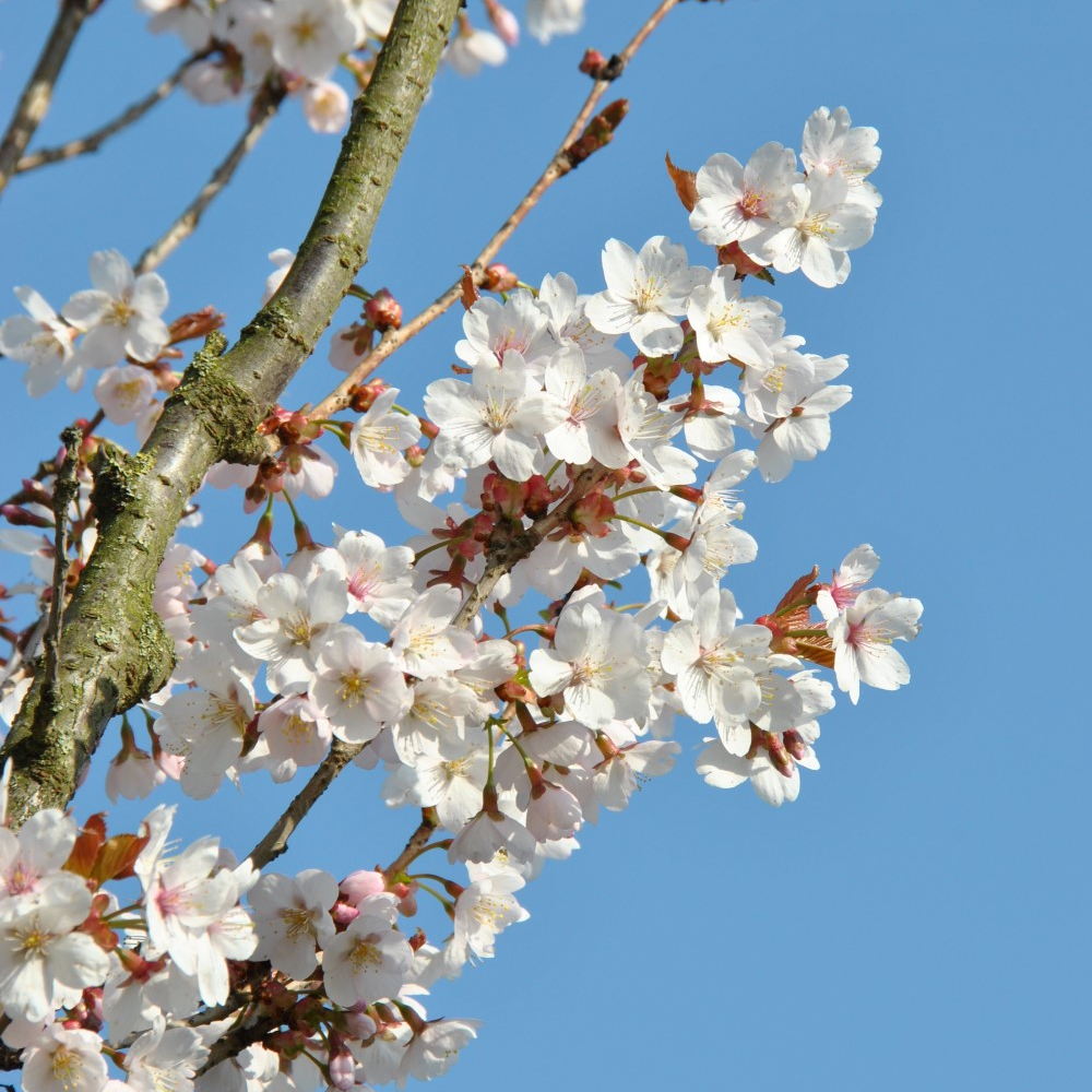 Prunus Spire Tree (12L, 5-6ft)