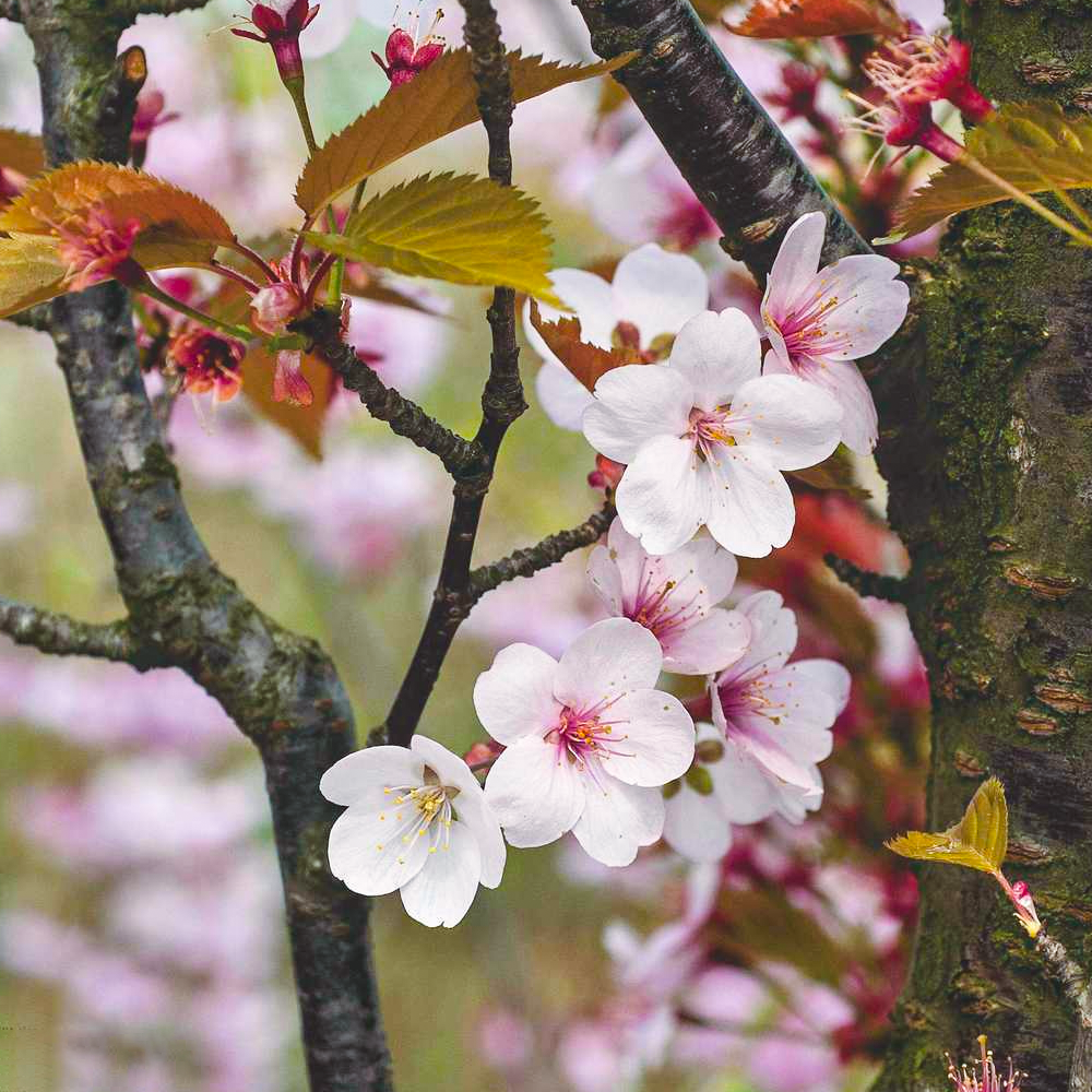 Prunus Spire Tree (12L, 5-6ft)