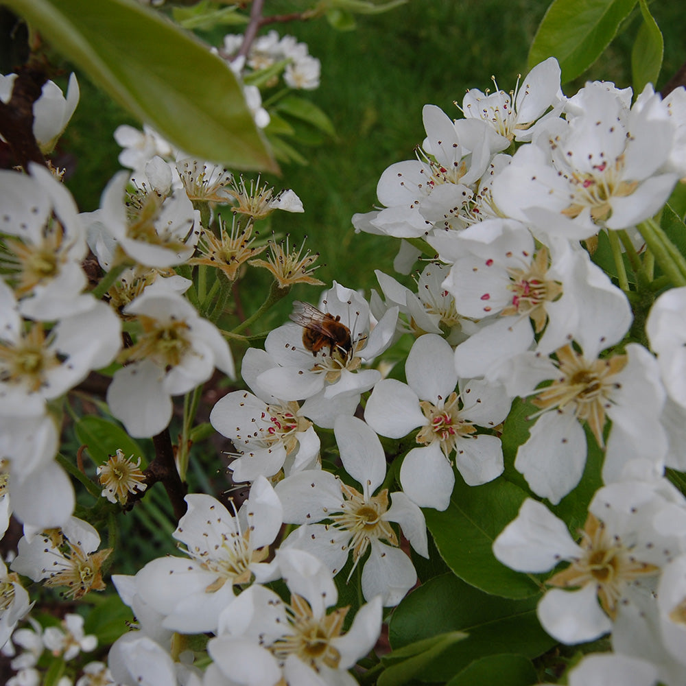 Pear Doyenne du Comice Tree (12L, 4-5ft)