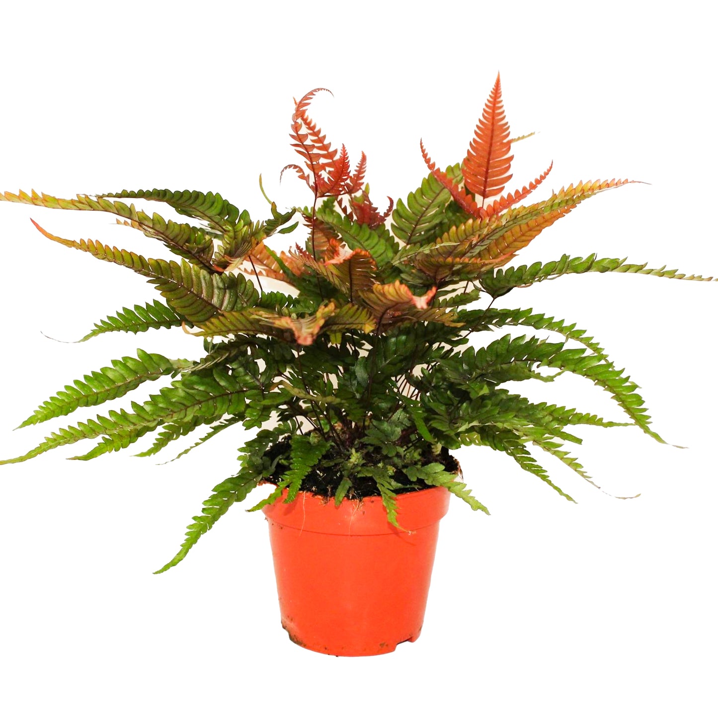Pteris Tricolor (12cm) V2