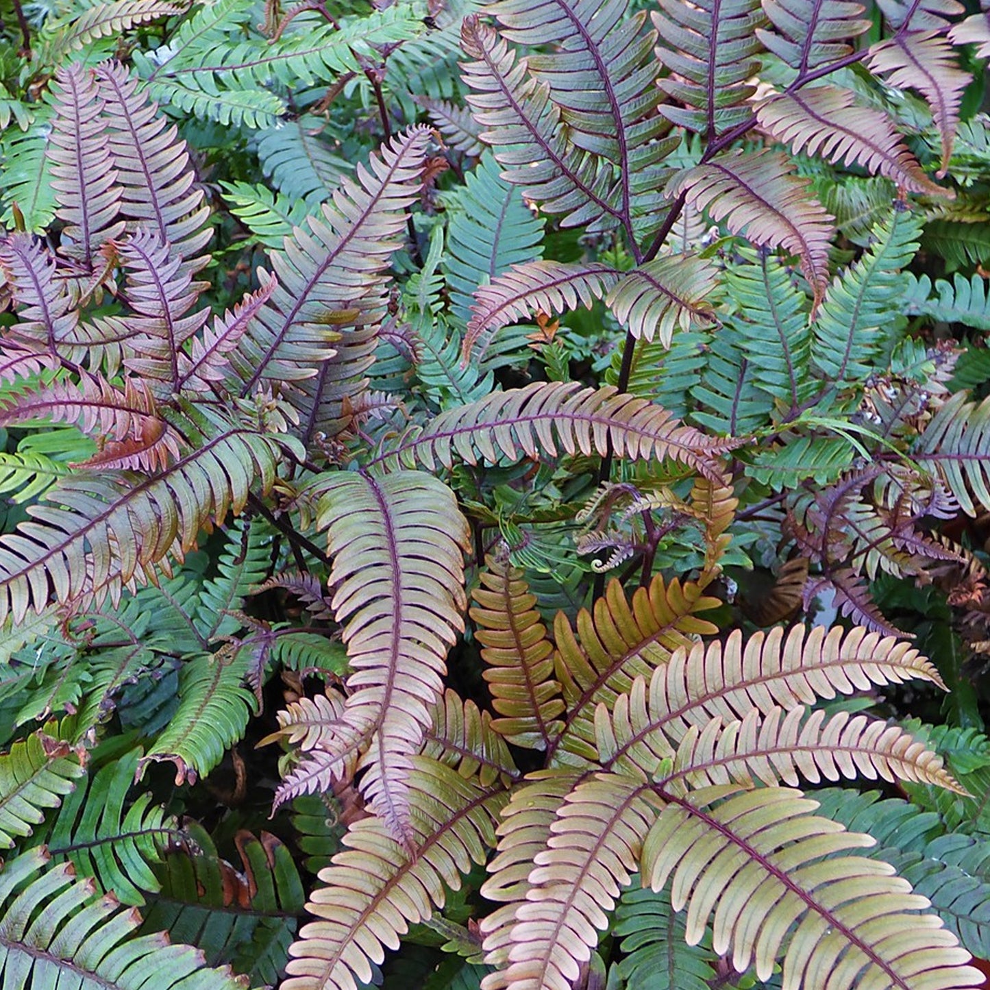 Pteris Tricolor (12cm) V2