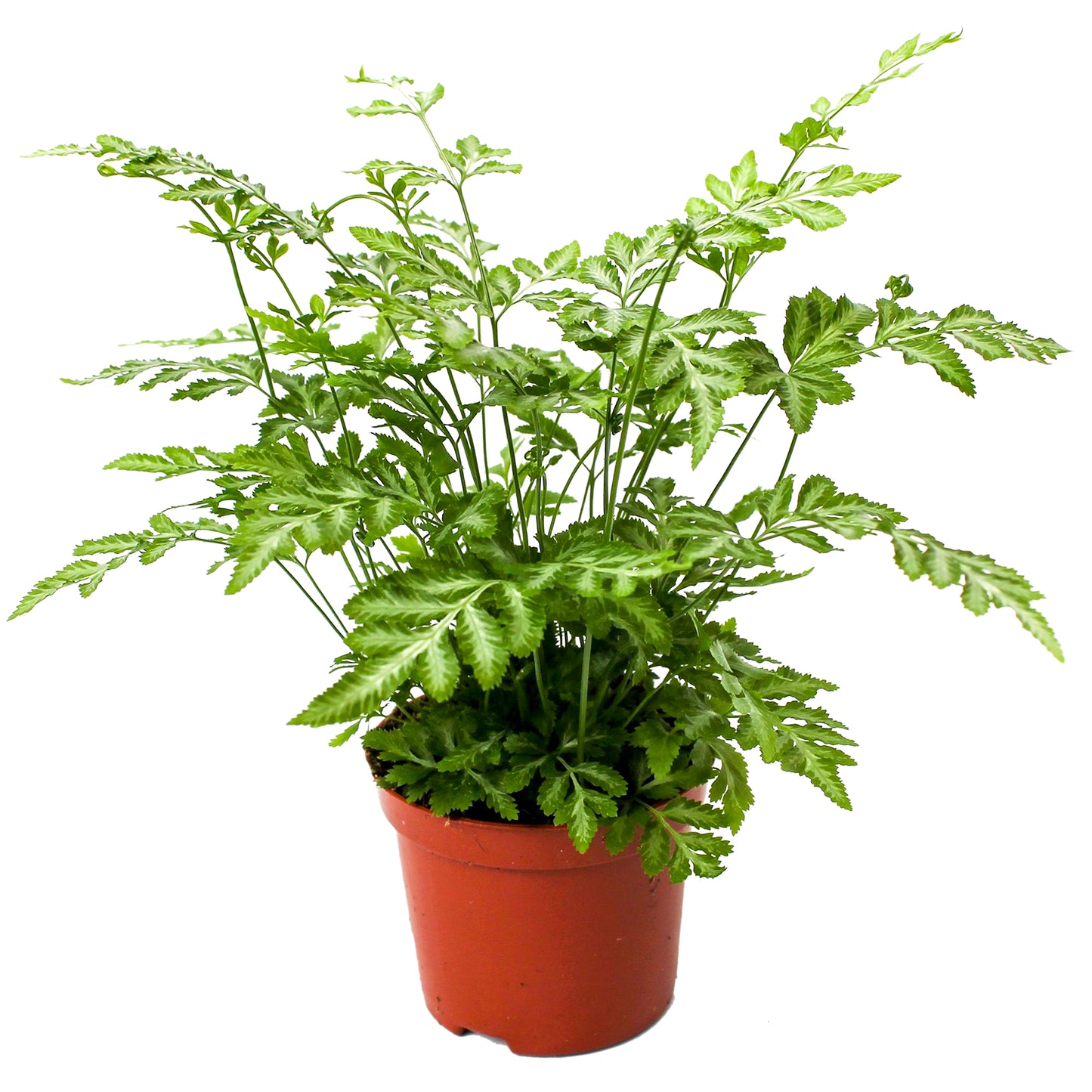 Pteris Evergemiensis