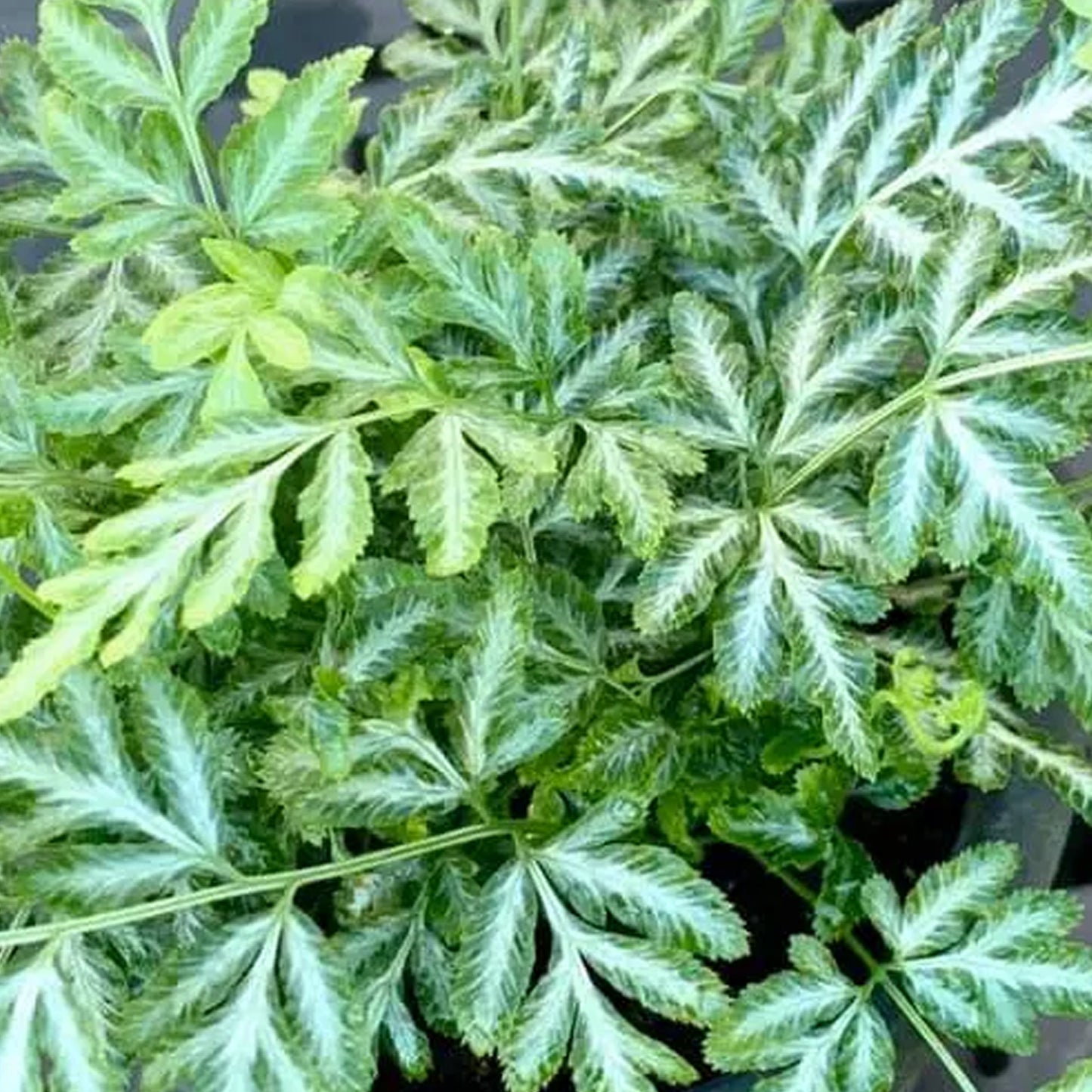 Pteris Evergemiensis