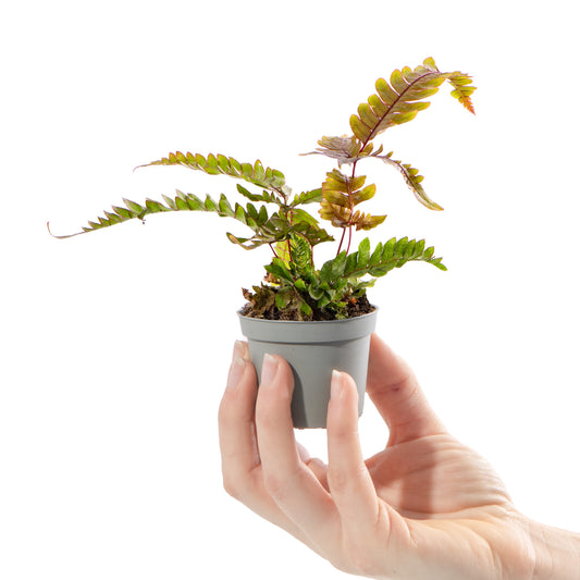 Baby Plants - Pteris Tricolor