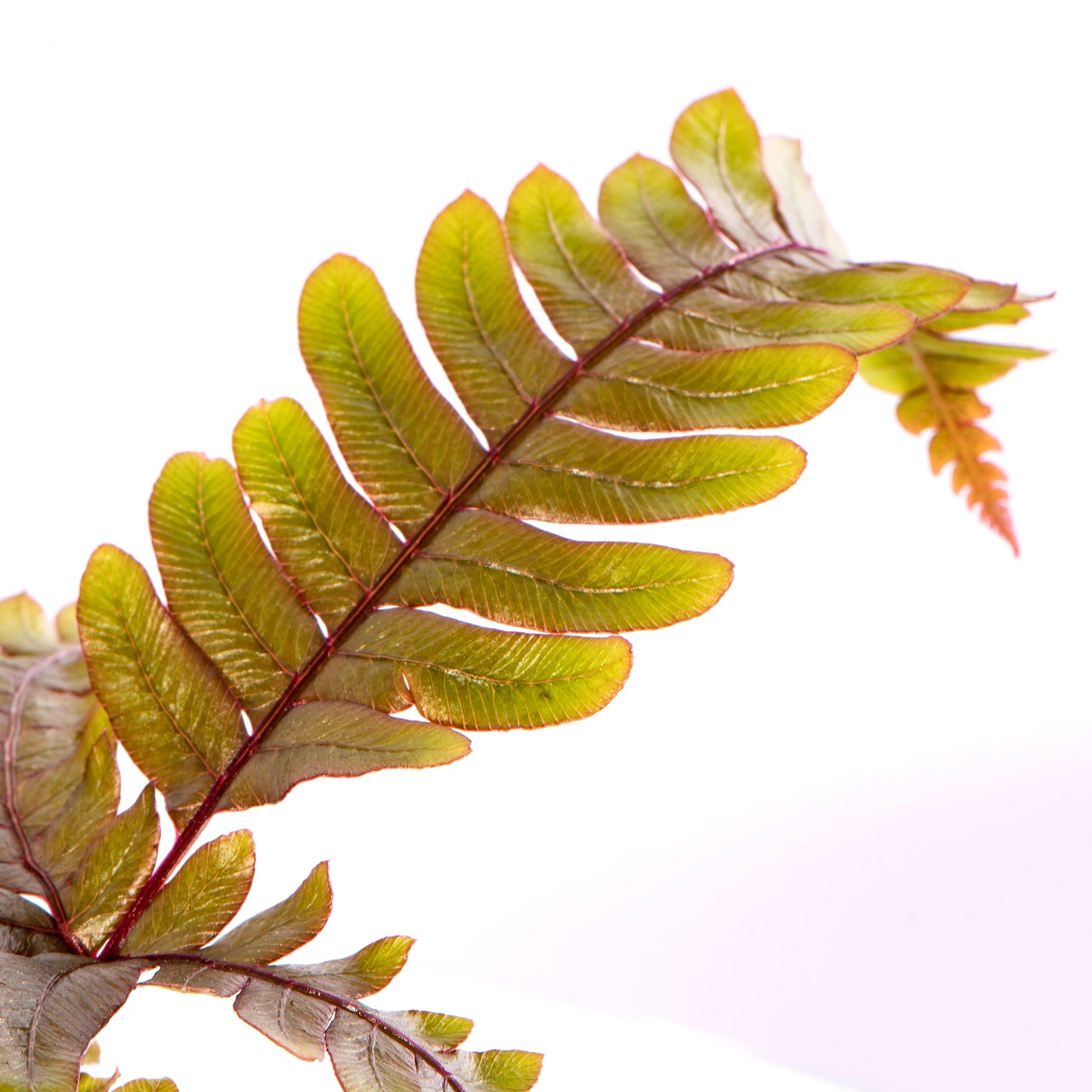 Baby Plants - Pteris Tricolor