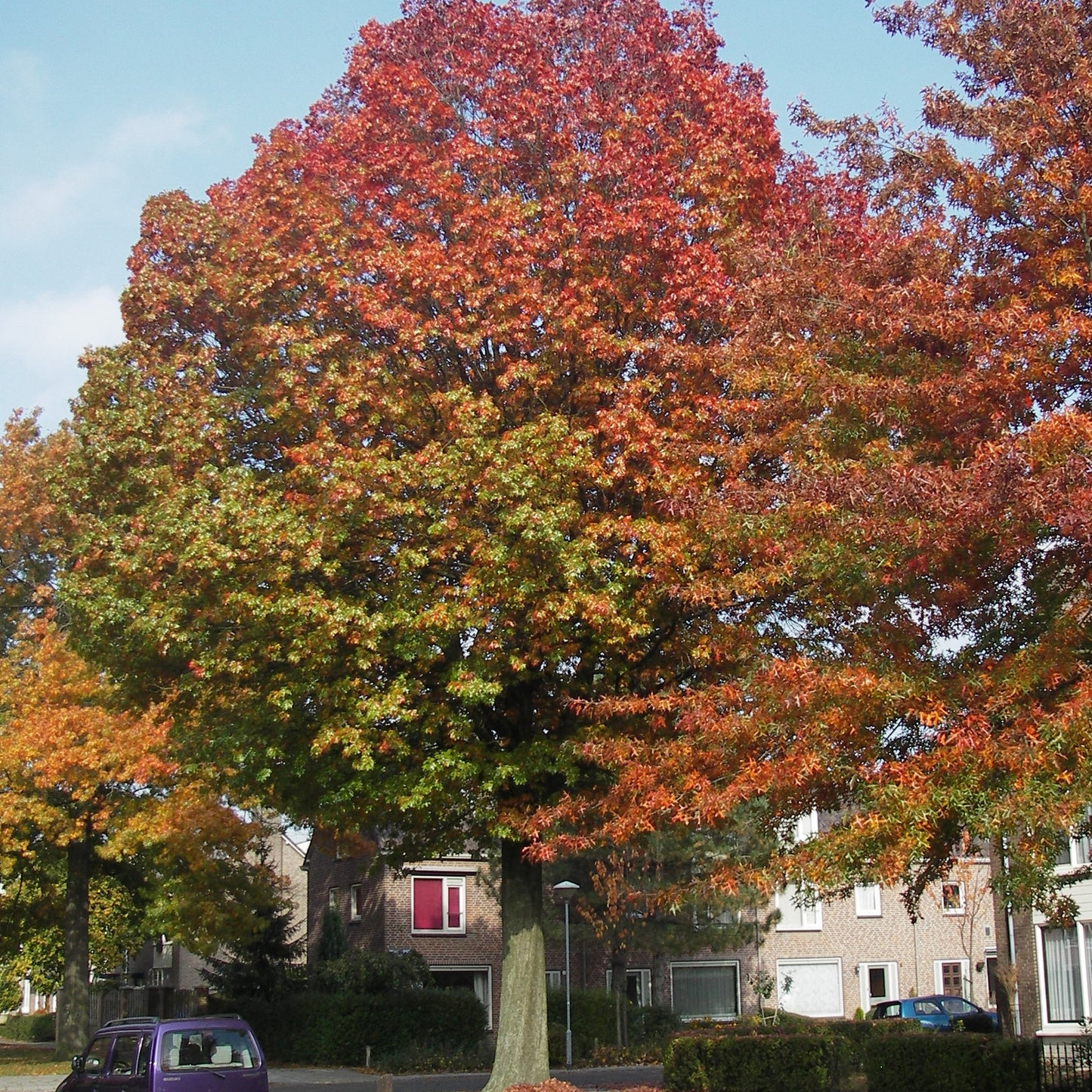 Quercus palustris (10L, 5-6ft)